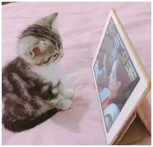 猫咪视频网站成人,成人的萌宠乐园