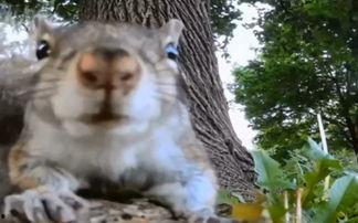 国外成人松鼠视频,探索国外成人松鼠视频的趣味世界