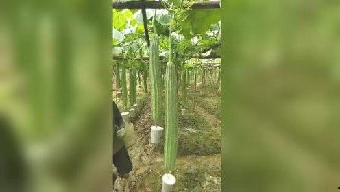 成人版视频丝瓜,揭秘隐秘世界中的生活片段