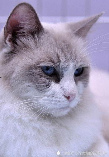 猫咪成人打视频,揭秘萌宠的欢乐时光