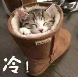 提莫视频成人,揭秘成人生涯的精彩瞬间