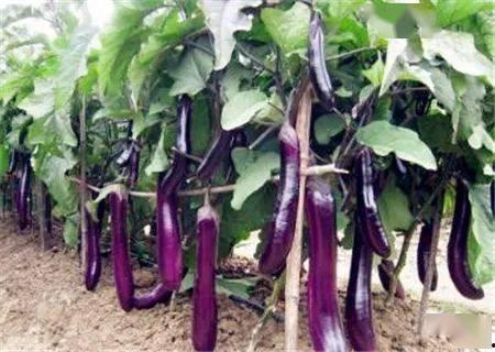 荔茄子视频成人,揭秘成人世界的真实面貌