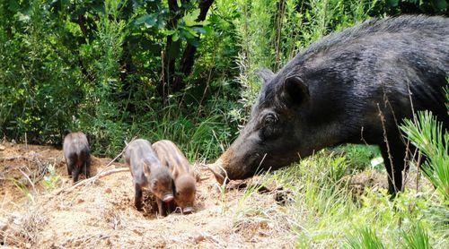 猎猪成人短视频,揭秘猎奇与娱乐的边界
