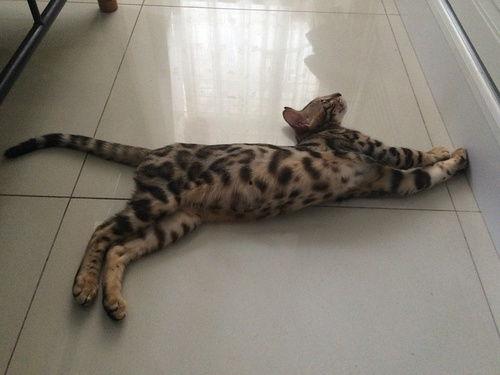 成人豹猫视频下载,成人豹猫视频下载精选回顾