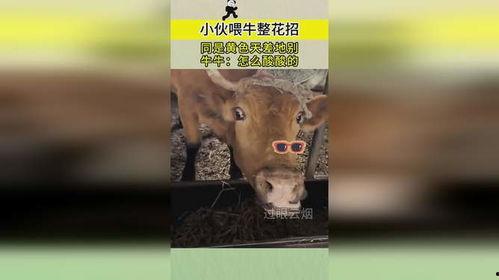 牛牛视频成人,探索成人世界的秘密花园